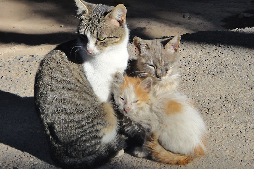 3 little kitties outside the Bahia Palace in Marrakech, Morocco