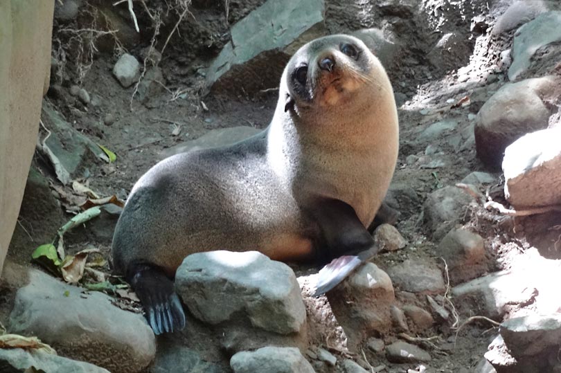 Adorable seal pup at Ohau Point, New Zealand