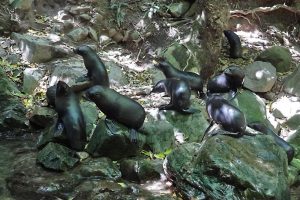 See New Zealand fur seals - free things to do in Kaikoura