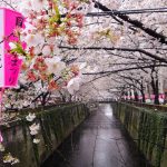 Cherry blossoms at the canal in Naka Meguro in Tokyo, Japan - Photo by QuirkyLittlePlanet.com