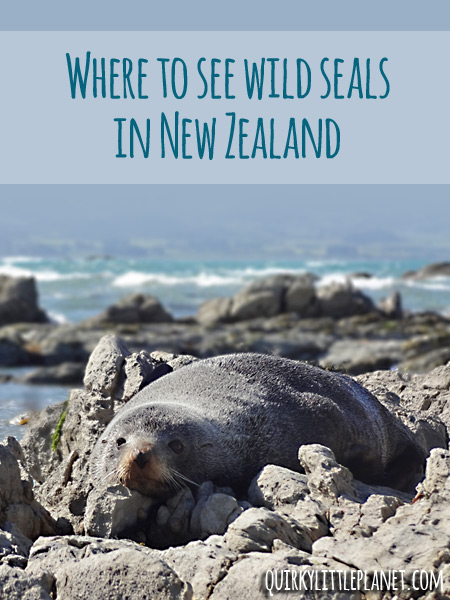 where to see wild seals in new zealand
