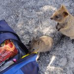 Quokkas having a nose in our bag