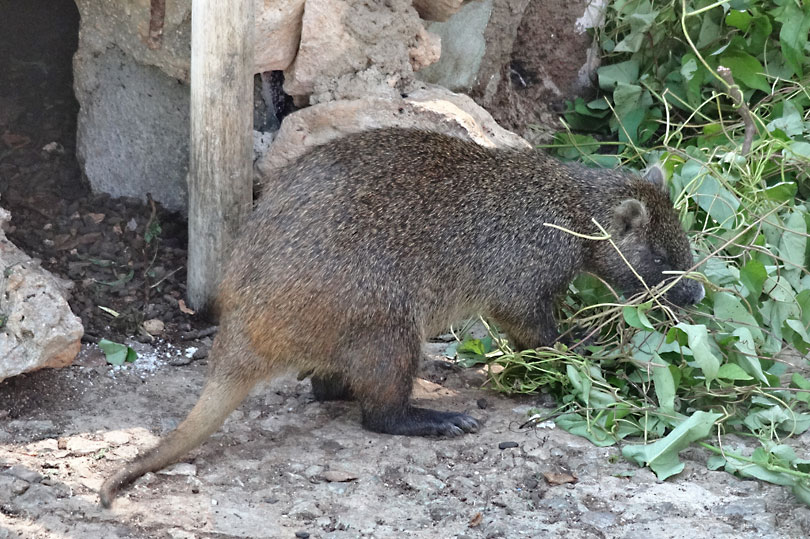 Jutia - large rodent of Cuba