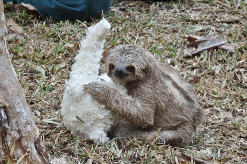 A baby three-toed sloth being rehabilitated at a wildlife rescue centre in Costa Rica