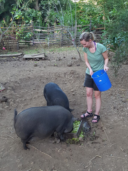 Feeding the resident pigs on a Costa Rican volunteering holiday!