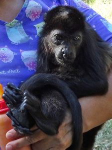 An orphaned howler monkey being cared for at a wildlife rescue centre in Costa Rica