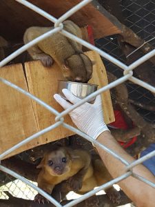 Vet feeding a pair of kinkajou. These animals are nocturnal but required veterinary attention during the day, giving us a rare glimpse of them during daylight hours.