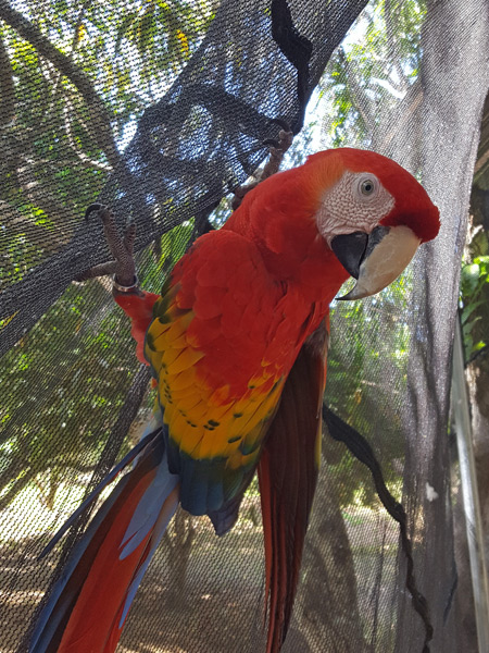 A scarlet macaw in Costa Rica