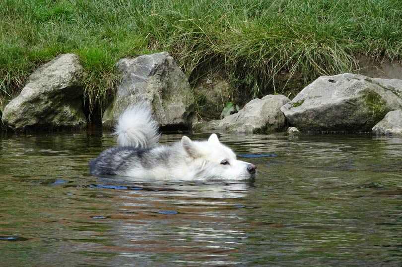 Husky dog having a swim