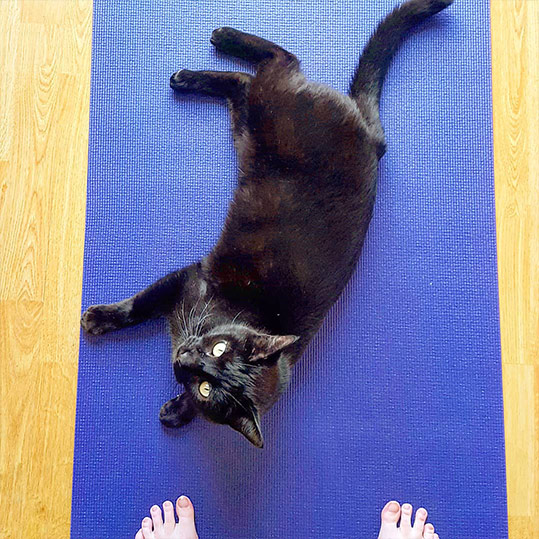 yoga cat sat on the yoga mat