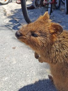 Adorably smiley marsupial known as the quokka
