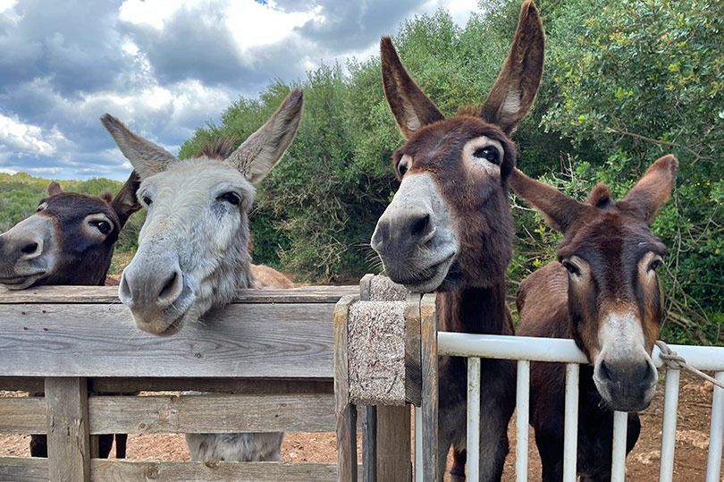 Things to do in Menorca